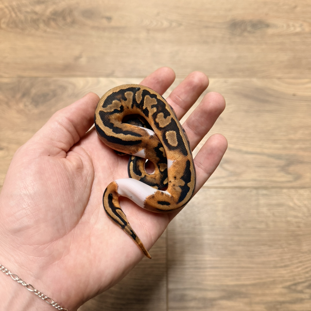 CB26 Classic Pied Female
