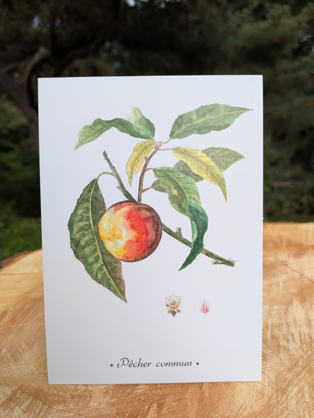 Carte postale Pêcher commun