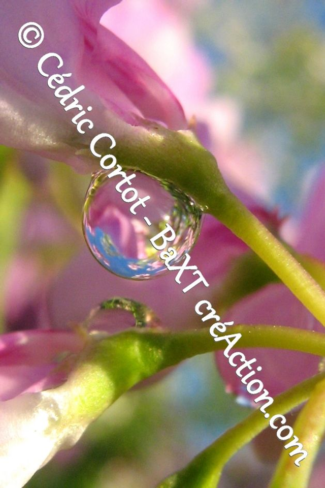 Impression sur alu dibond - Rosée et gouttes de pluie (ref 5845)