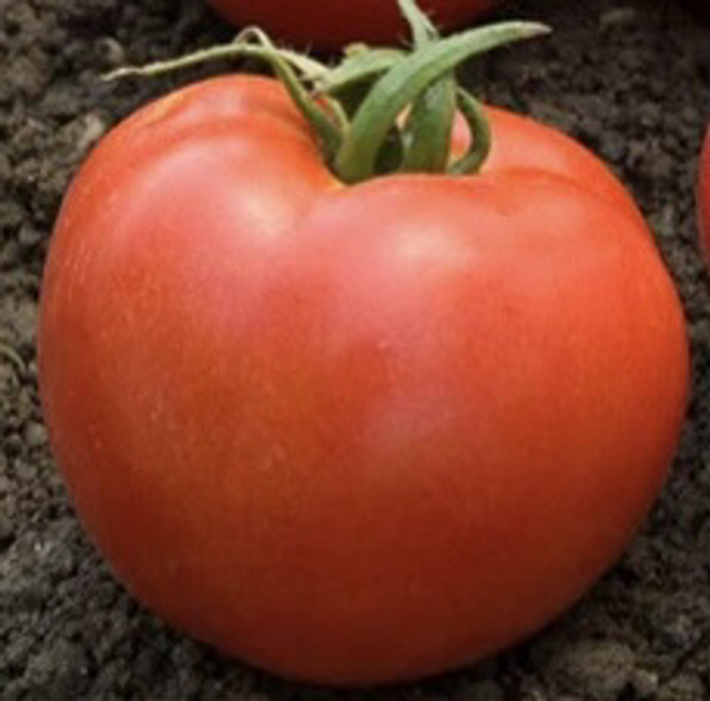Tomate Monfavet (Précoce) Bio 
