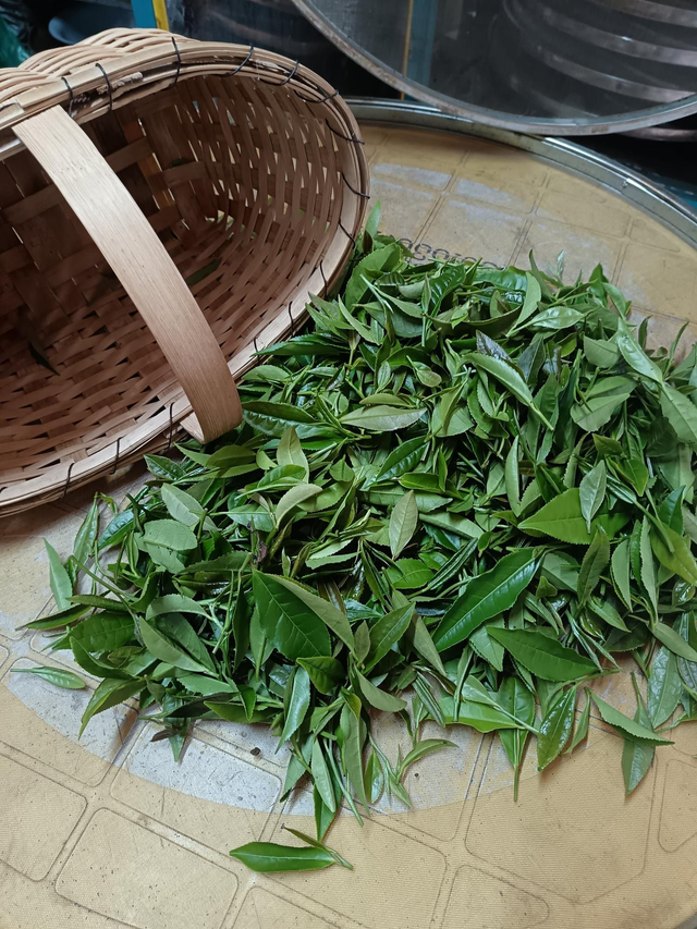 Atelier : Les mains dans le thé - fabrication de thé vert