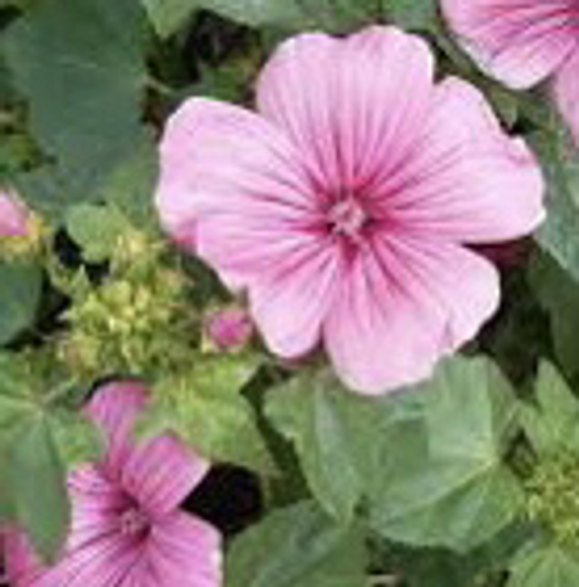 Lavatère 'Loveliness' NT - Lavatera trimestris