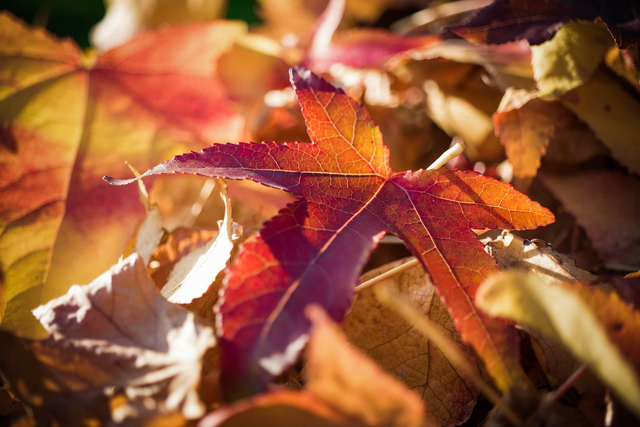 Herbstblätter
