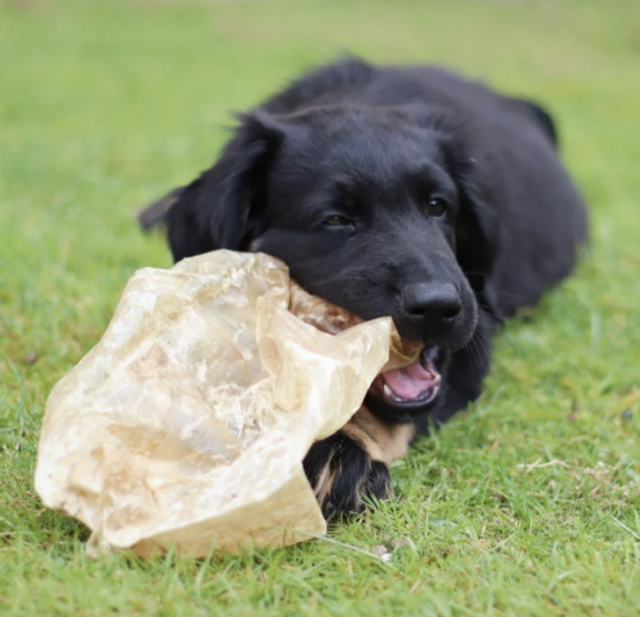 Kälberblasen - Spiel & Kauspaß in einem! 100% Kalb, getrocknet