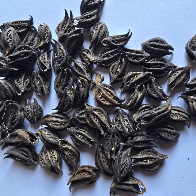 Griffe du lion 50g