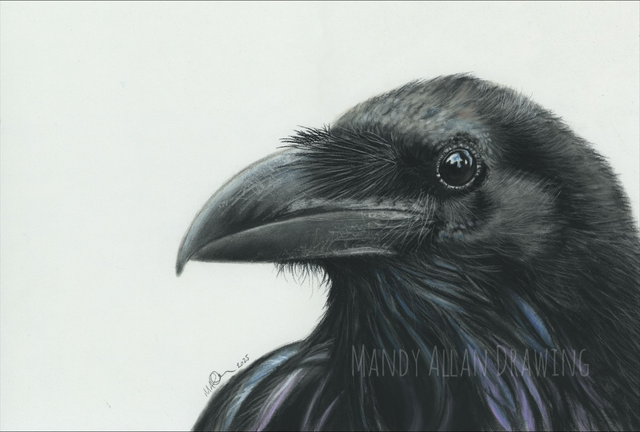 "Tower Raven" Limited Edition Bird Art Print
