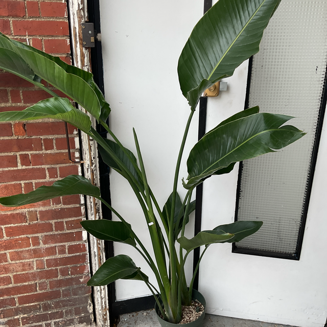Strelitzia Nicolai xxl