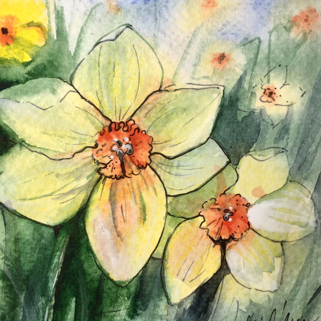 Képeslap, nárciszok