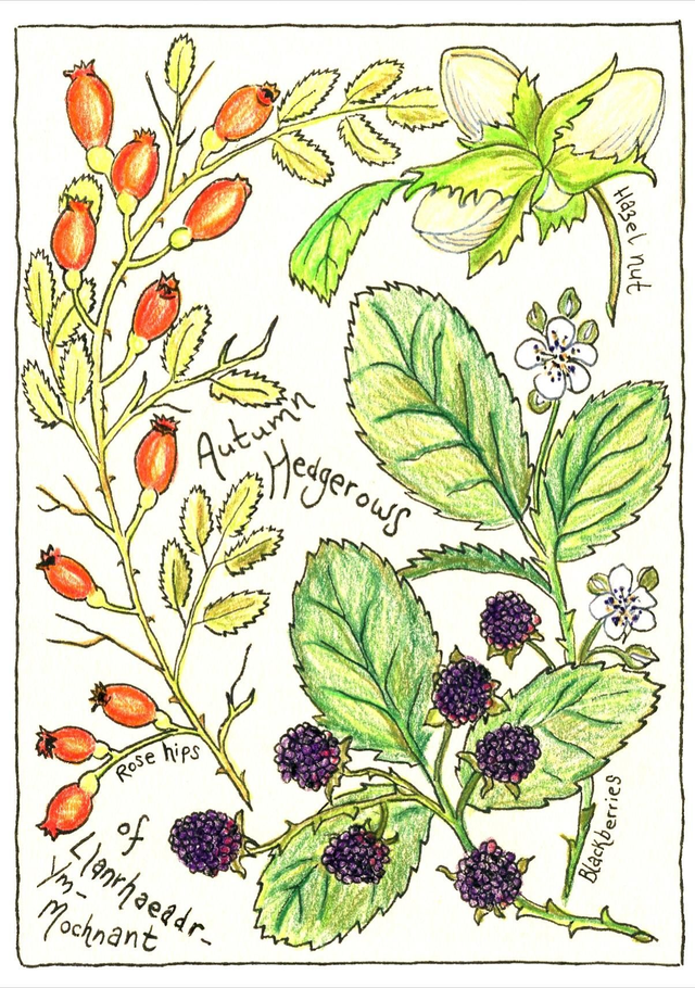 Autumn Hedgerows Illustrated Postcard