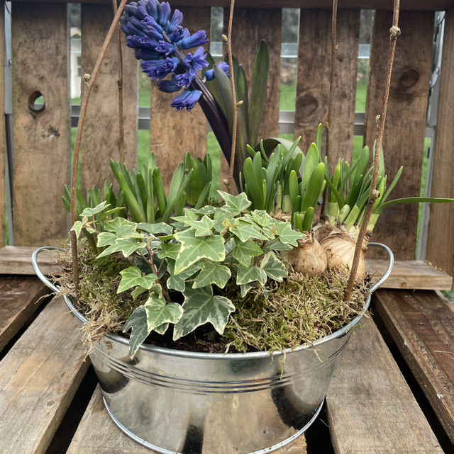 Spring Bulbs Galvanised Bowl Planter