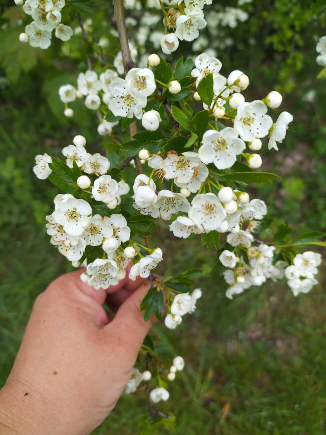 Alcoolature Aubépine