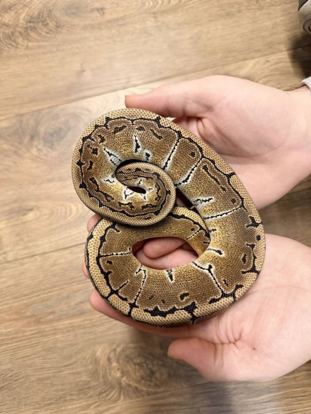 CB26 Pinstripe Male