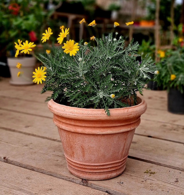 K31 . Vaso 'Liberty' 32