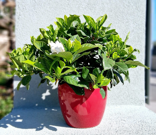 L23 . Gardenia in "Summer red cachpot"