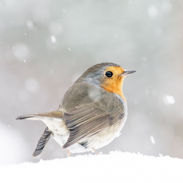 LM-002 - Rouge-gorge familier