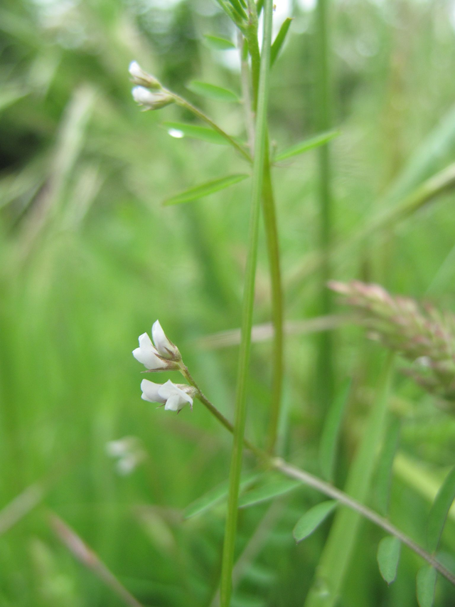 Vesce hérissée (Ervilia hirsuta)