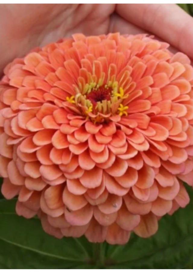Zinnia 'Giant salmon rose'
