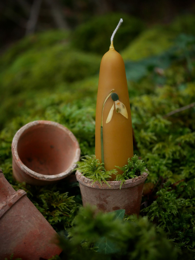 Bougies trempées PERCE-NEIGE