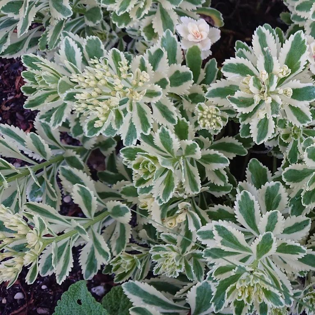 Sedum takesimense ‘Atlantis’
