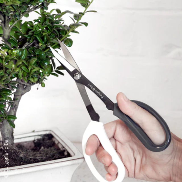 Ciseaux de taille japonais / Burgon and Ball