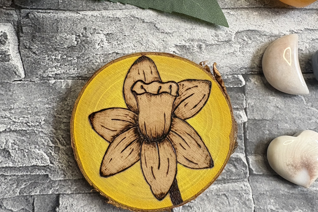 Daffodil in bloom - yellow background. 