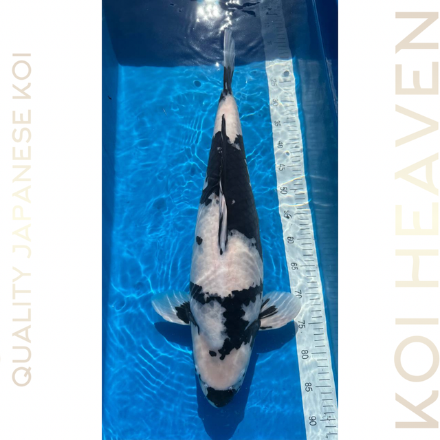 NND Koi Farm       Sansai        61cm Female