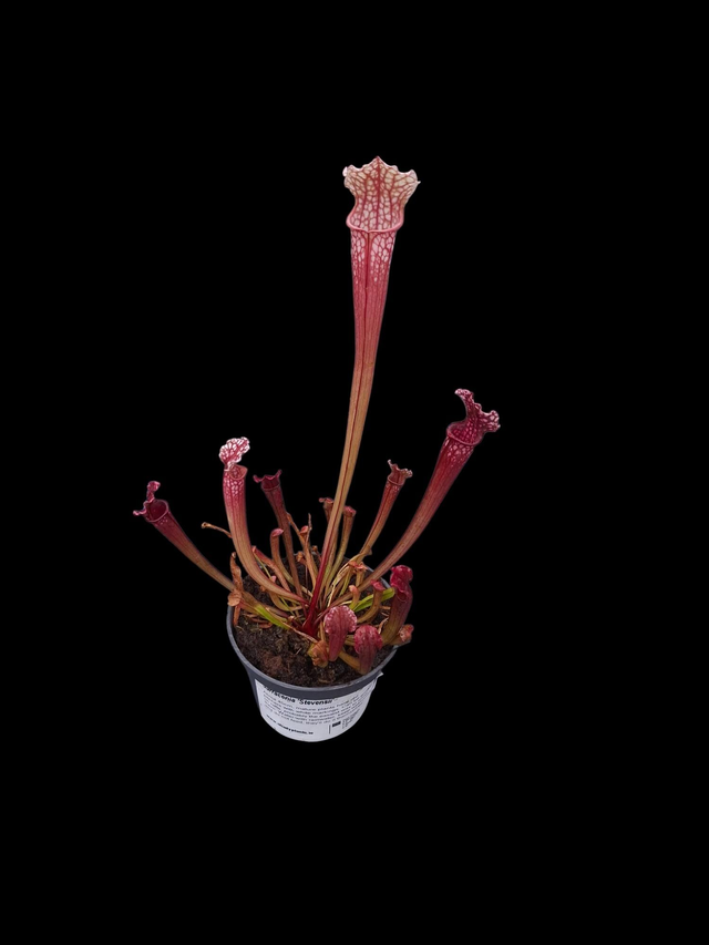 Sarracenia x stevensii 9cm
