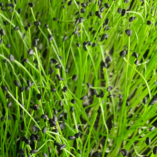 Leek Microgreens