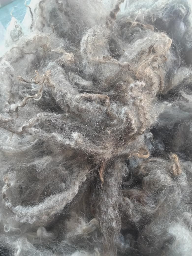 Leicester Longwool x Gotland Toison0040