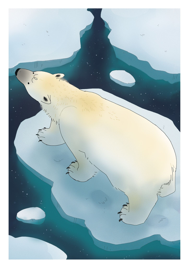 Polar bear - A5