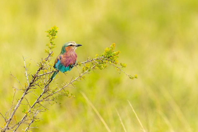 Tirage d'art : Lilas