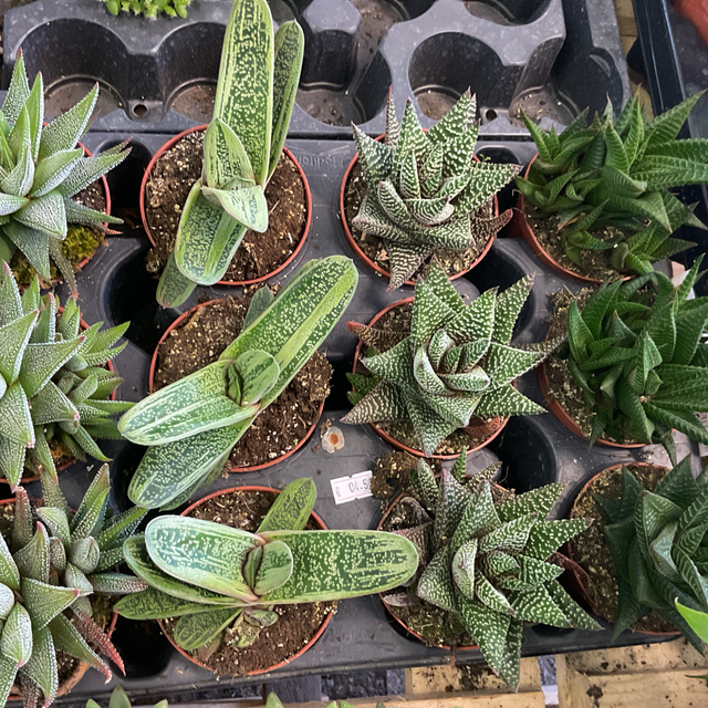 Succulente
