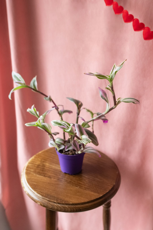 Tradescantia Nanouk 🌿