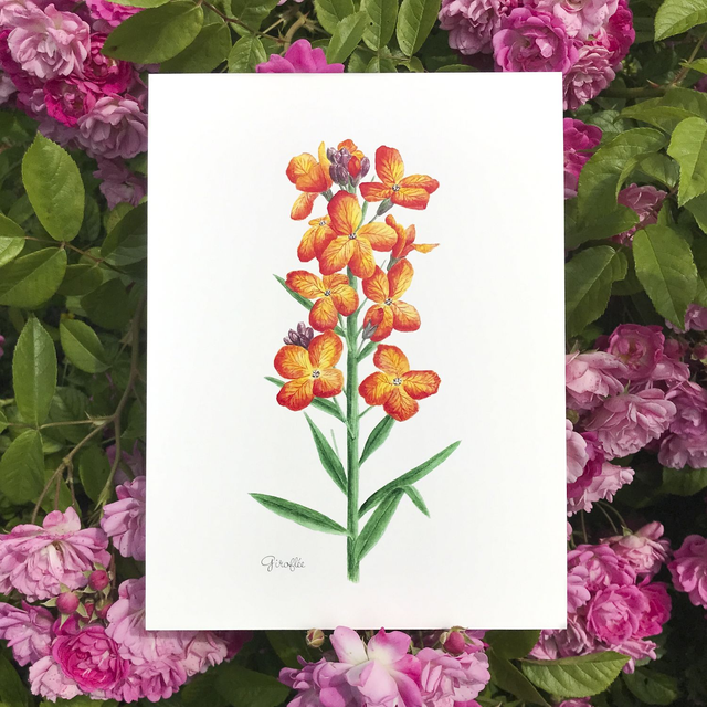 Giroflée 18x24cm 