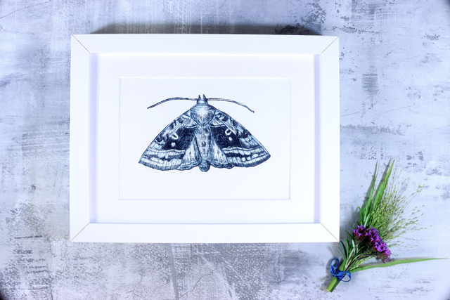 Drypoint Print: Plain Golden Y Moth