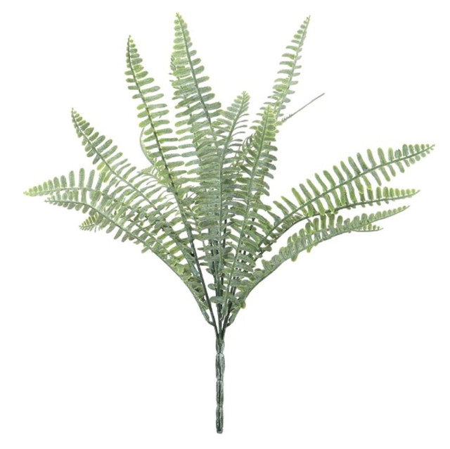Royal Fern