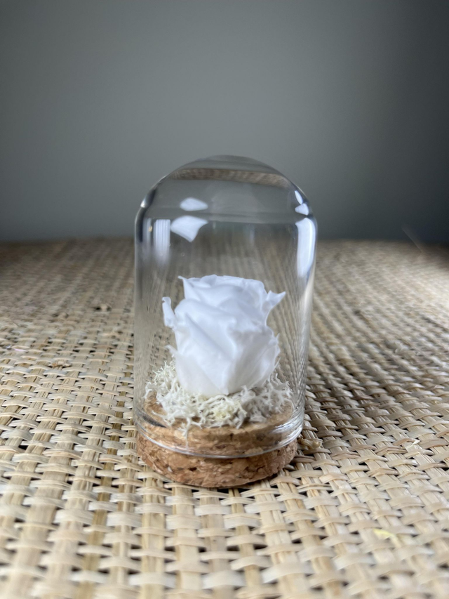 MINI ROSE STABILISEE BLANCHE