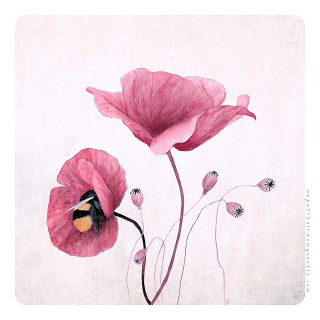Carte postale coquelicots et bourdon