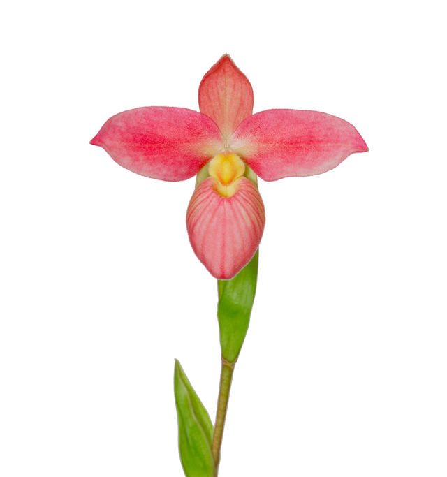 Golden Radiance Essence