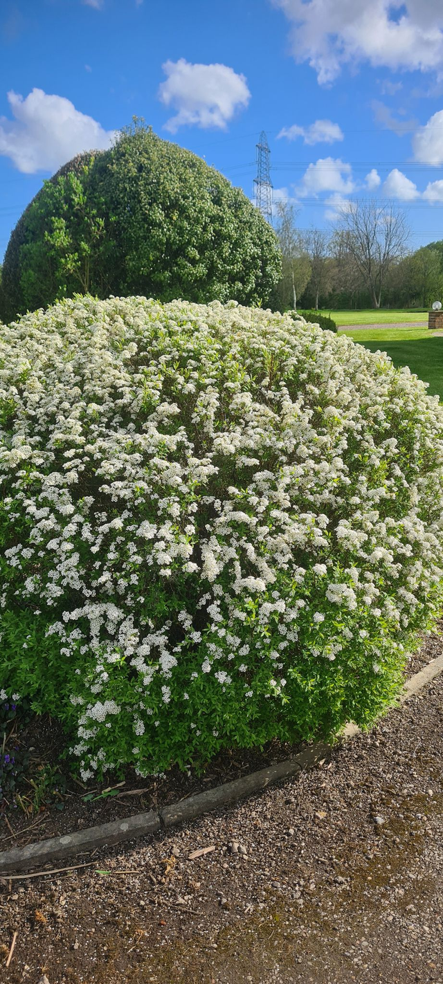 Spiraea ‘Grefsheim’ - 1 ltr pot