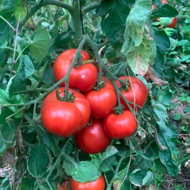 Tomate côtelée Brandywine Rouge