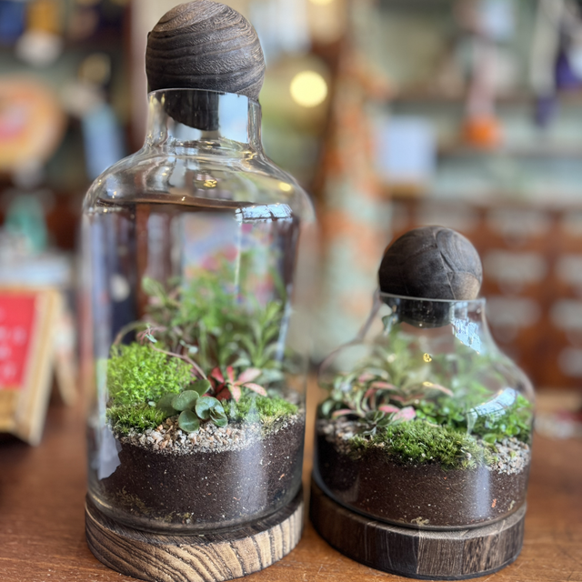 Tung wood terrarium 