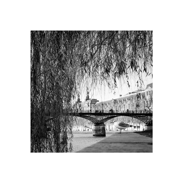 Une mouette à quais 