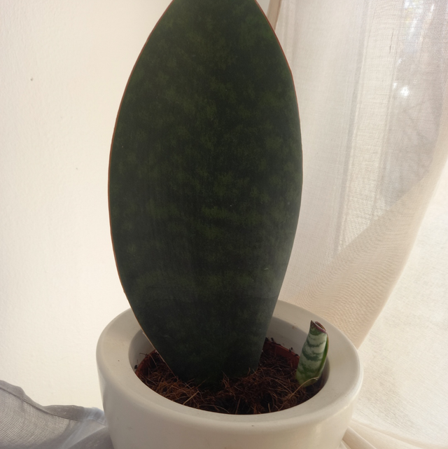 Sansevieria Victoria 