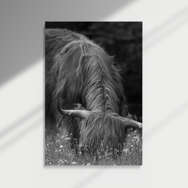 Dibond print - Highland Cow