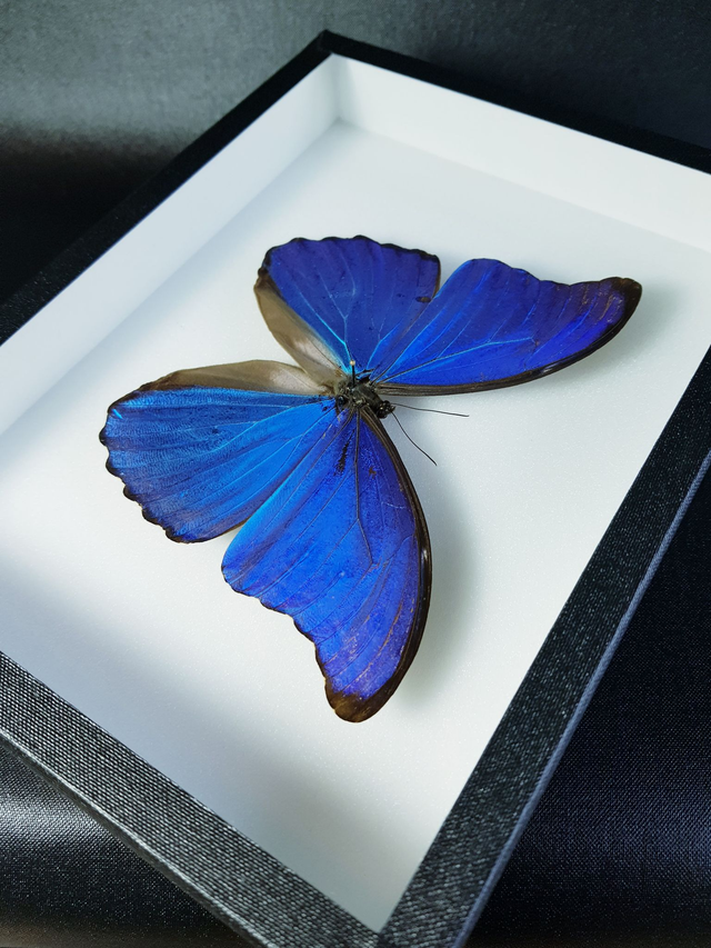 Morpho didius (A-)