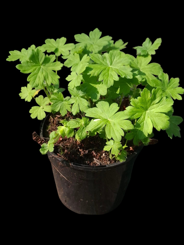 Geranium macro. &#039;Czakor &#039; 2 litre