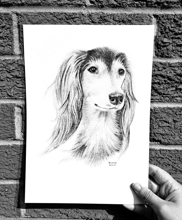 Saluki A4 Print