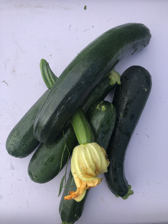 Courgettes green 3