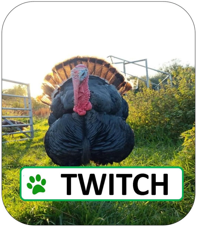 Twitch Sponsorship Pack